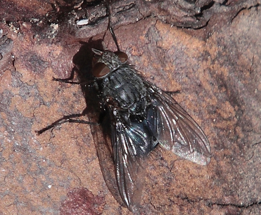 Calliphora?